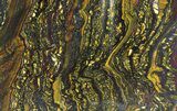 Polished Tiger Iron Stromatolite - ( Billion Years) #39177-1
